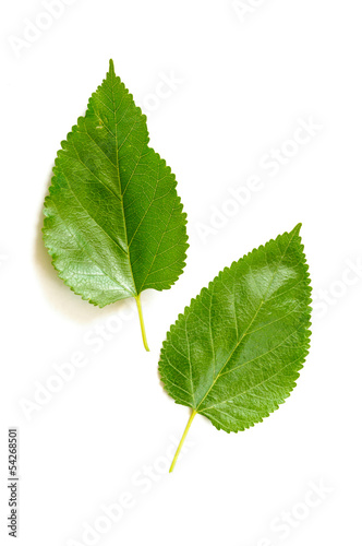 Two green Mulberry tree leaves isolated on white background