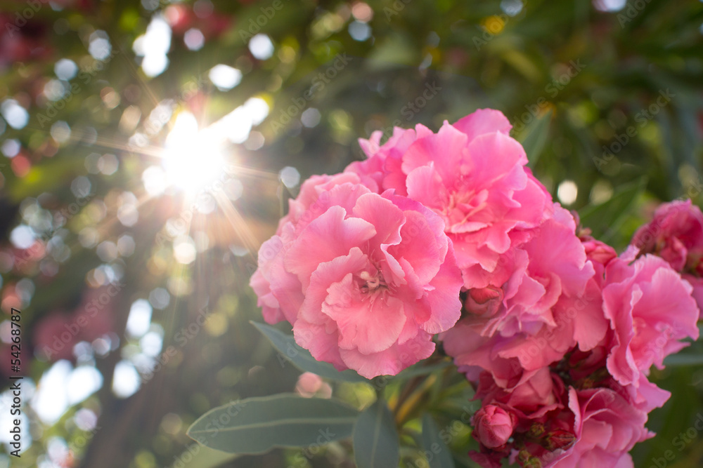 Oleander Oleander