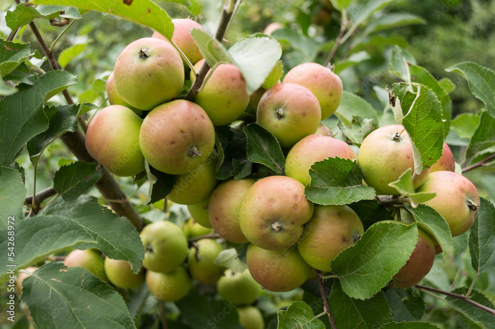 apples on a branch apples on a branch