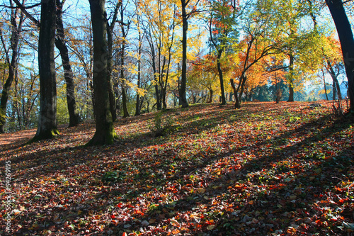 Forest