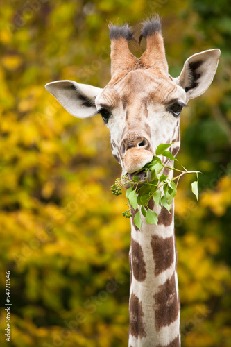 giraffe feeding branches