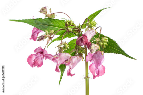 Drüsiges Springkraut - Indisches Springkraut (Impatiens glandul photo