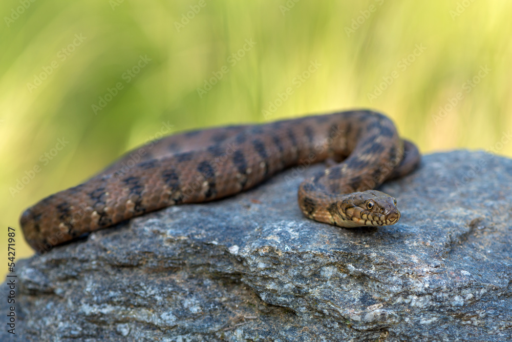 Obraz premium Natrix maura