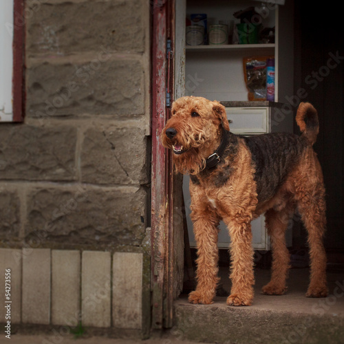 Fotografie Airedale Terrier