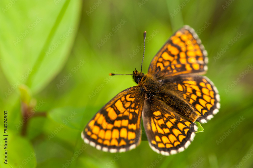 Obraz premium Butterfly