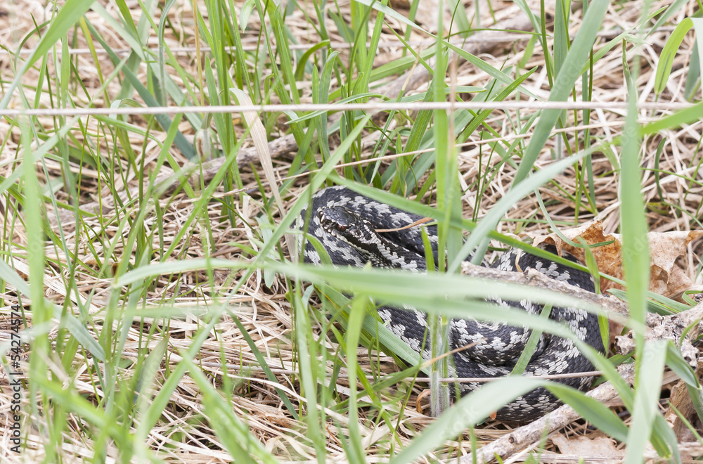 Common adder or viper on grass