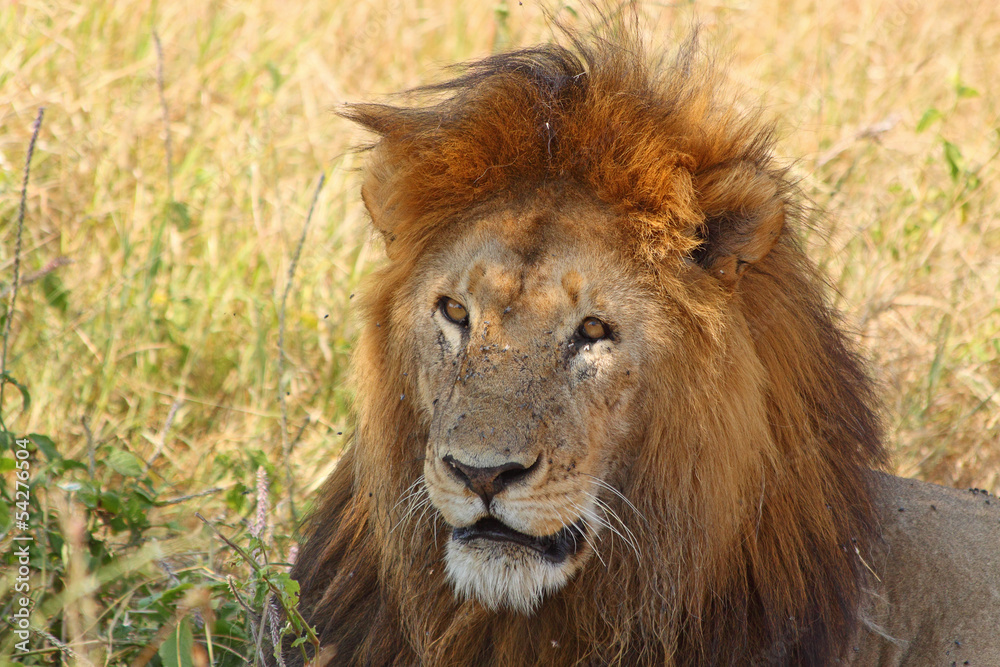 Portrait of a male lion