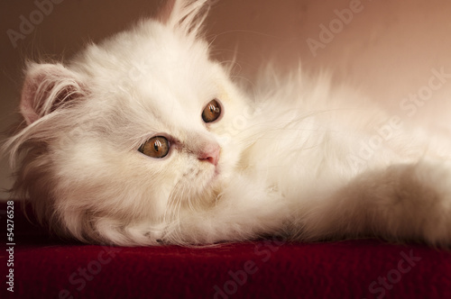 Adorable white Persian kitten