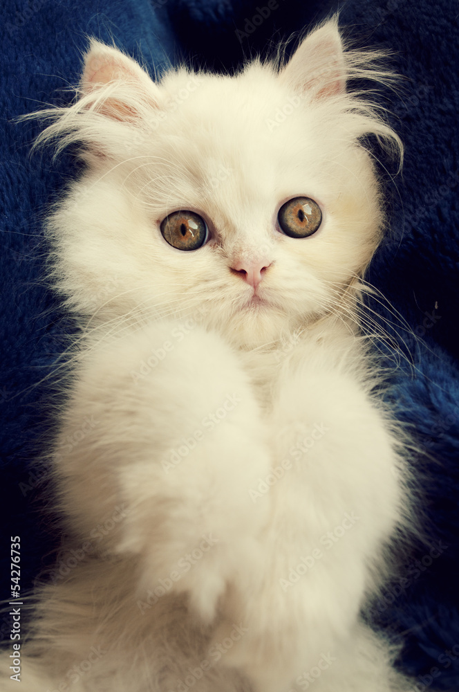 Adorable white Persian kitten