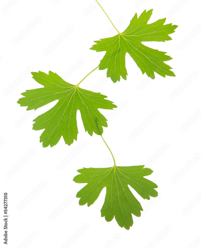 Green leaves isolated on white Green leaves isolated on white