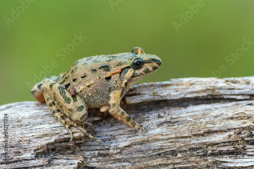 Tyrrhenian Painted Frog photo