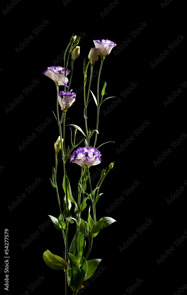 Obraz premium Eustoma