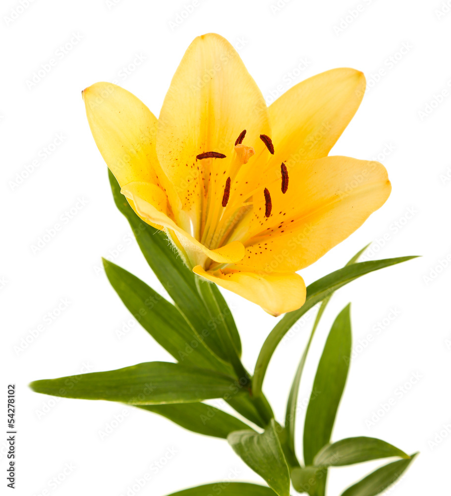 Beautiful orange lilies, isolated on white Beautiful orange lilies, isolated on white