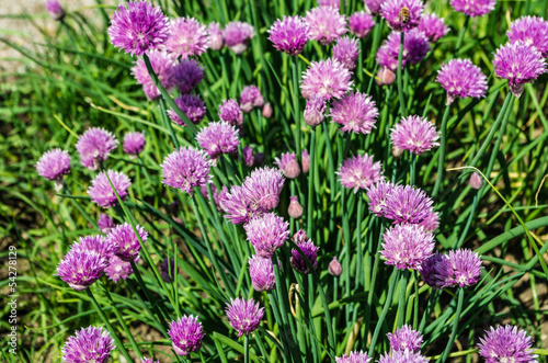 Chives in bloom with purple flowers