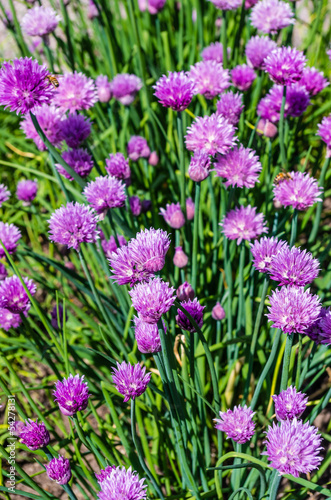 Chives in bloom with purple flowers