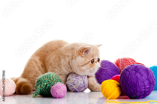 persian exotic cat isolated with balls of different colours