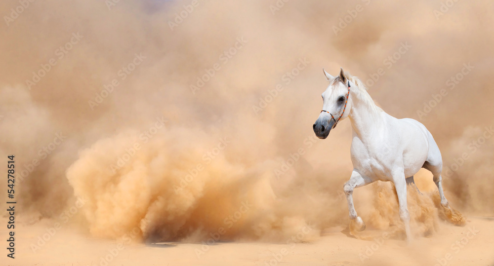 Arabian horse running out of the Desert Storm