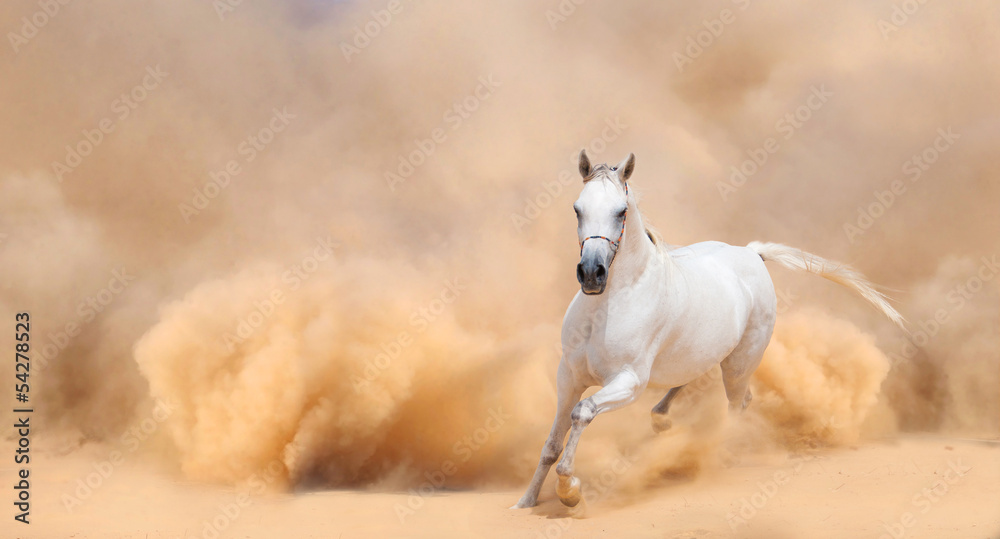 Arabian horse running out of the Desert Storm - obrazy, fototapety, plakaty 