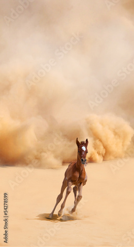 Arabian foal running out of the Desert Storm