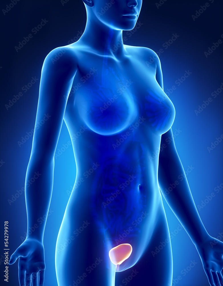 Female BLADDER anatomy x-ray lateral view Female BLADDER anatomy x-ray lateral view