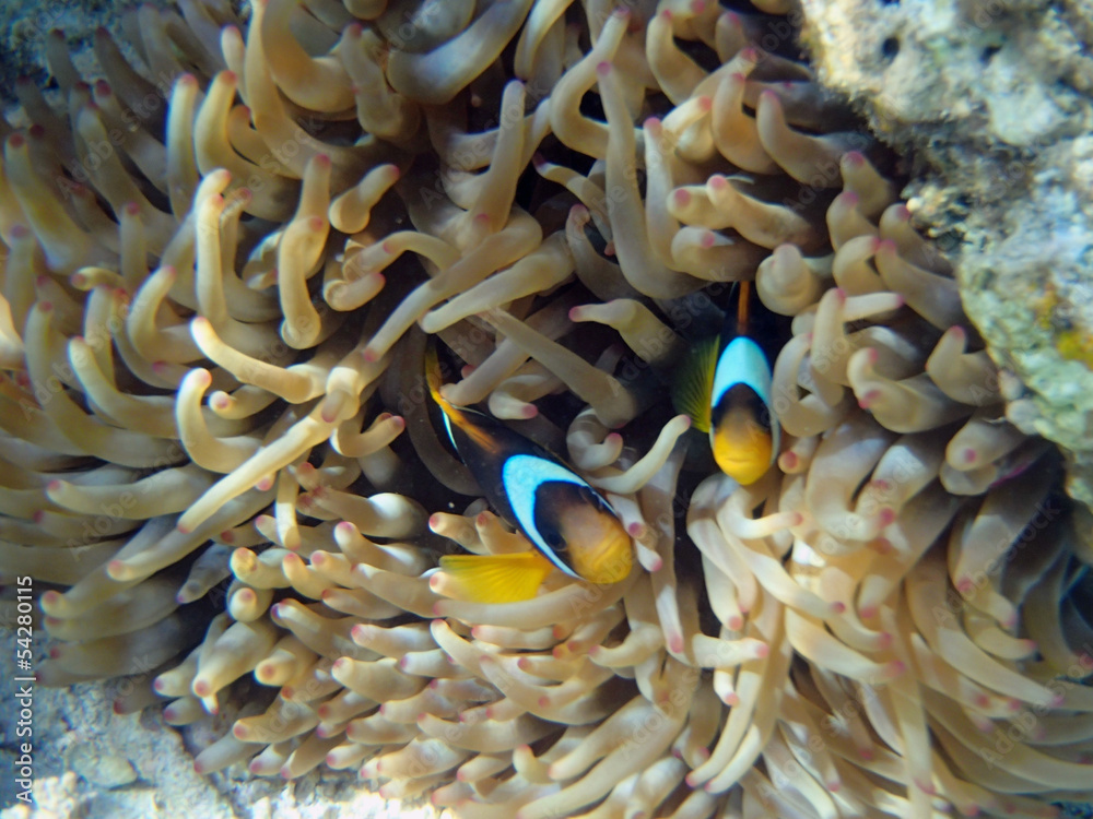 snorkeling in red sea snorkeling in red sea