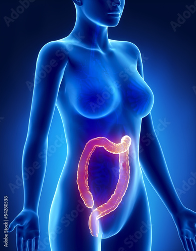 Female COLON anatomy x-ray lateral view