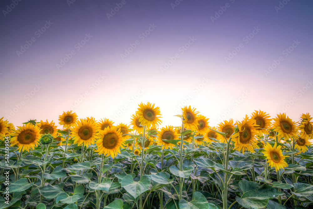 Sunflower sunset