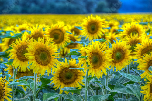 Obraz na płótnie Sunflower w salonie