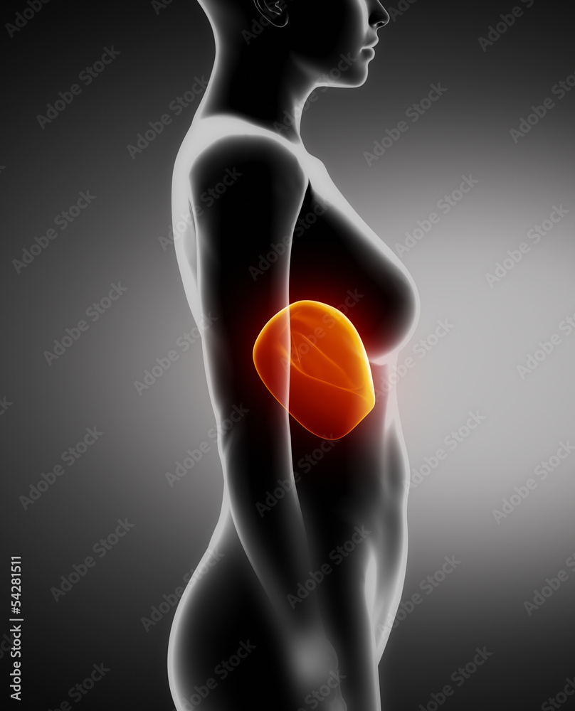 Female LIVER anatomy x-ray left view Female LIVER anatomy x-ray left view