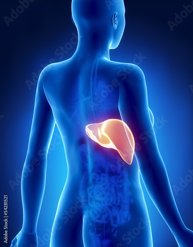 Female LIVER anatomy x-ray posterior view