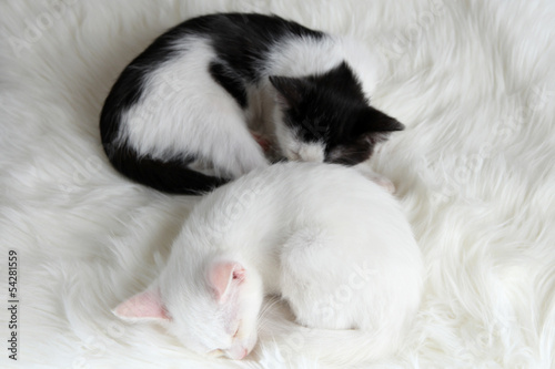 Two sleeping little kitten on white carpet © Africa Studio