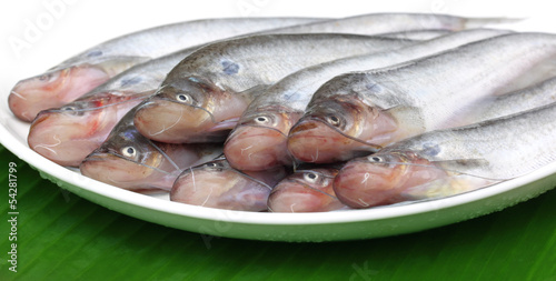 Fresh water Pabda fish of Southeast Asia photo