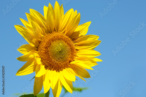 Beautiful sunflower on blue sky background  close up