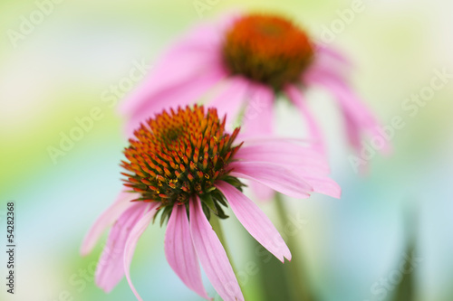 Fototapeta Naklejka Na Ścianę i Meble -  Echinacea flowers, outdoors