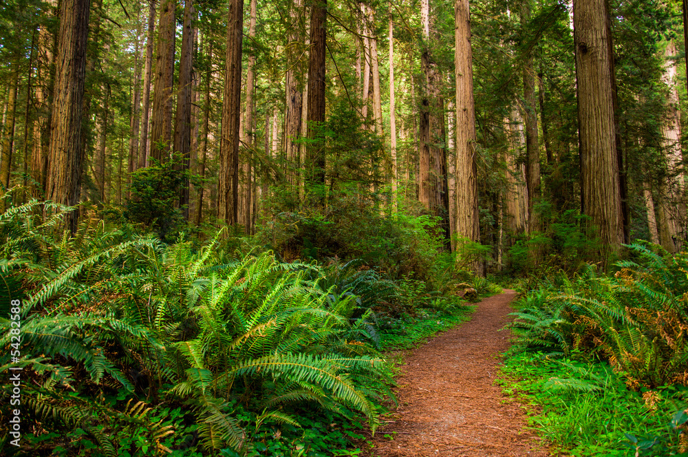 Hiking Path in Redwood Forest Hiking Path in Redwood Forest