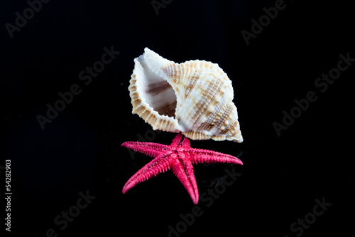 seashells on black background photo