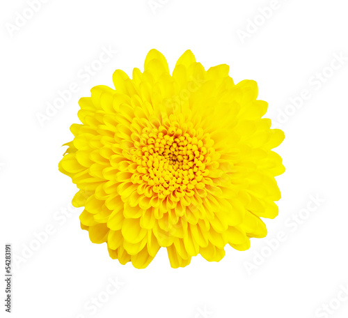 Yellow chrysanthemum flower  isolated on white background   with