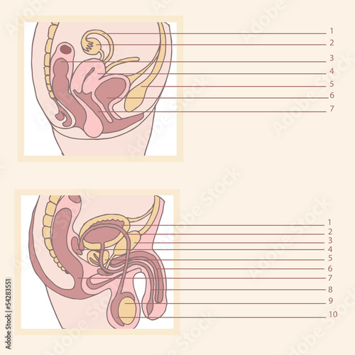 female and male reproductive system