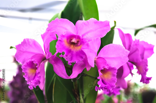  Pink orchid