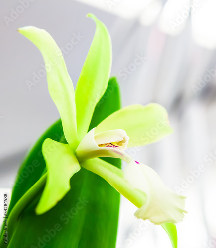 Fototapeta Naklejka Na Ścianę i Meble -  Green orchid