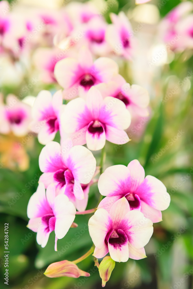 White orchid White orchid