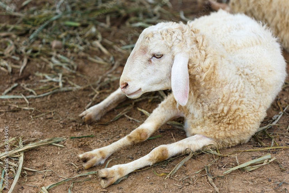 Obraz premium sheep in fram meadow