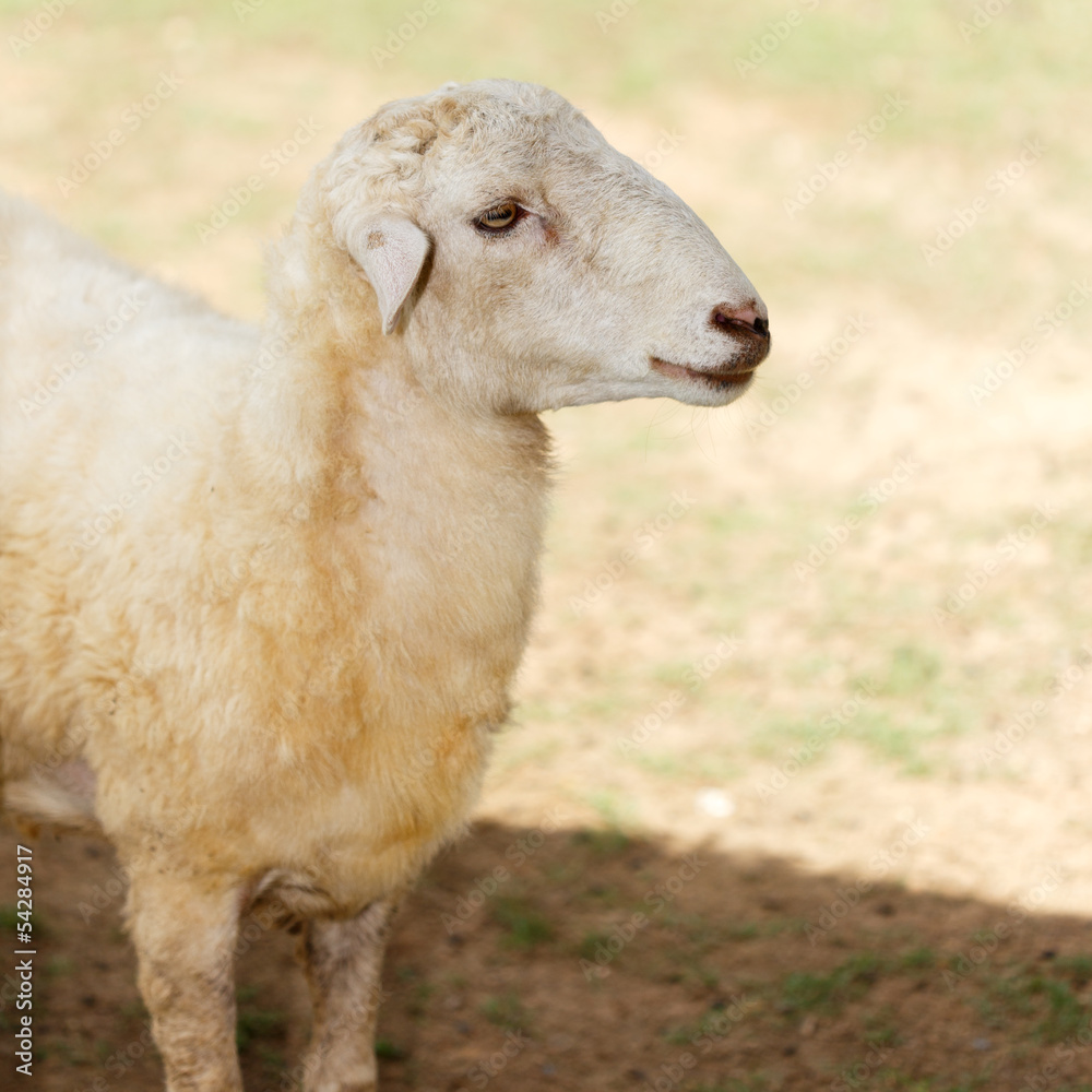 Naklejka premium sheep in fram meadow