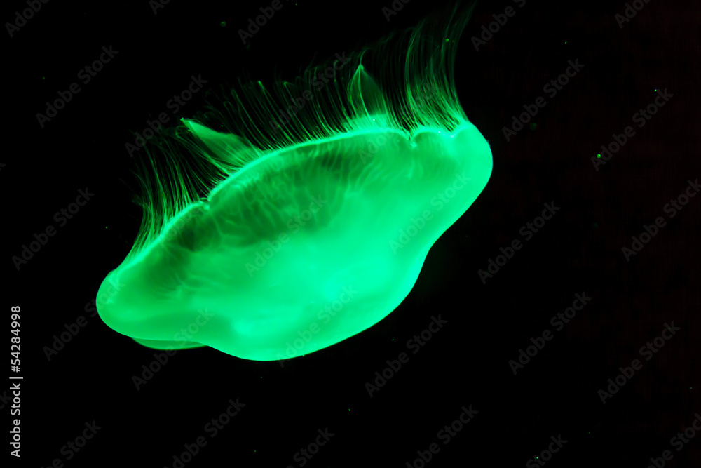 Fototapeta premium Green jellyfish