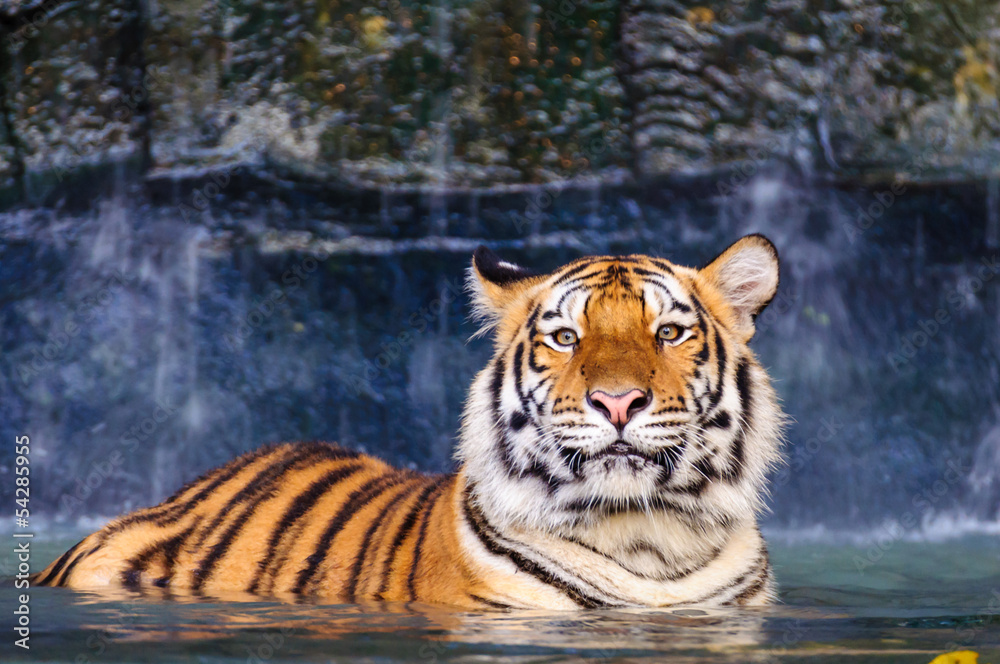 Obraz premium Tiger in the water