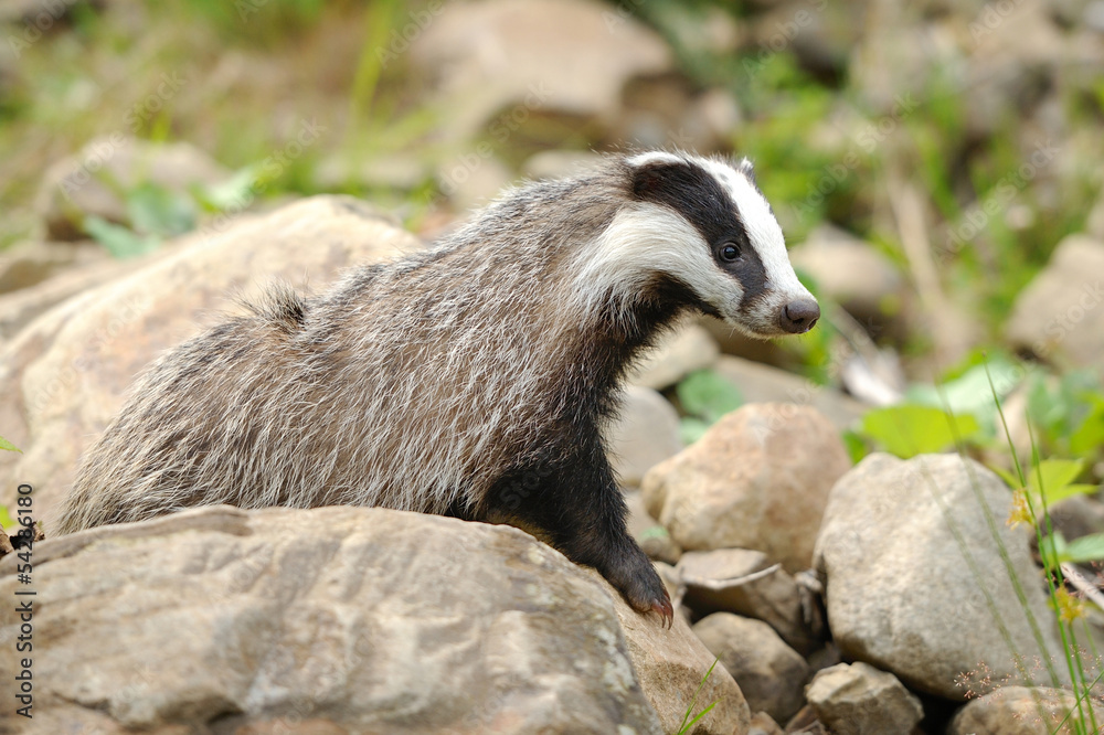 Badger Badger