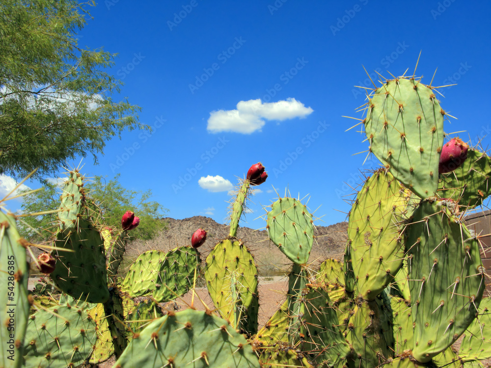 Prickly Pear Cactus with Red Fruits Prickly Pear Cactus with Red Fruits