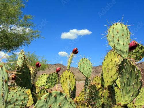 Prickly Pear Cactus with Red Fruits