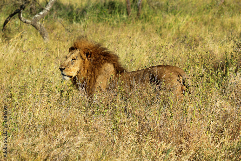 Male lion in savannah