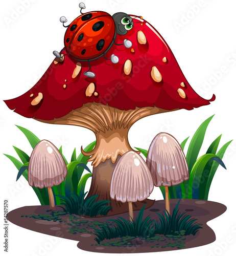A bug crawling at the red giant mushroom